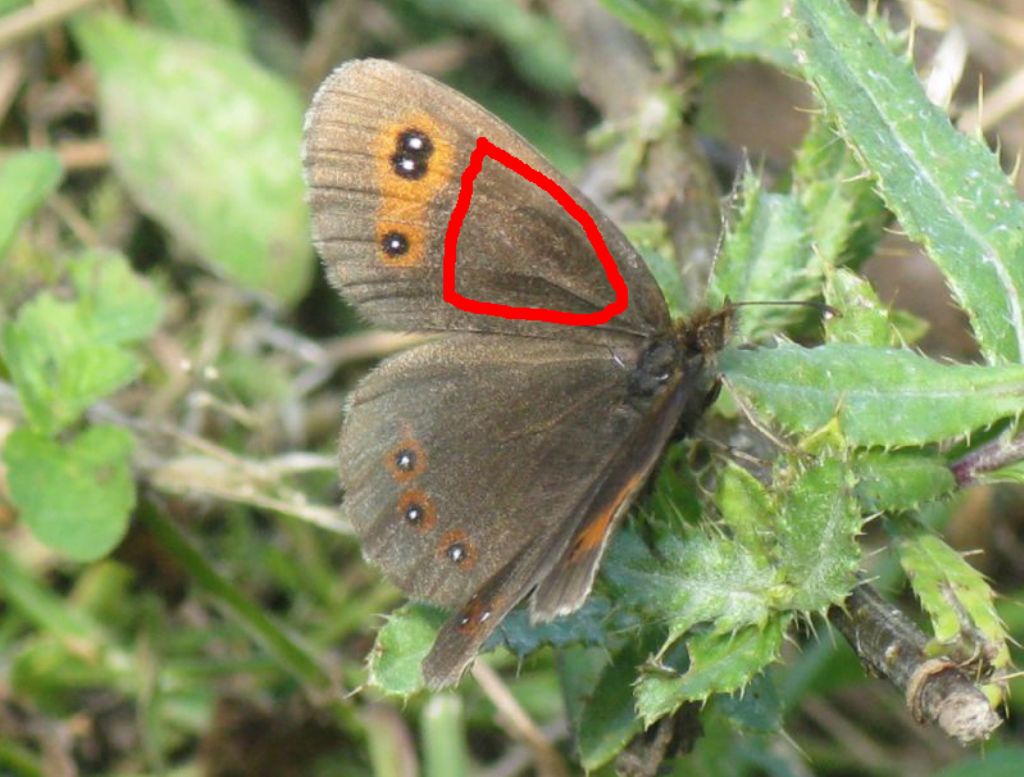 Erebia aethiops?